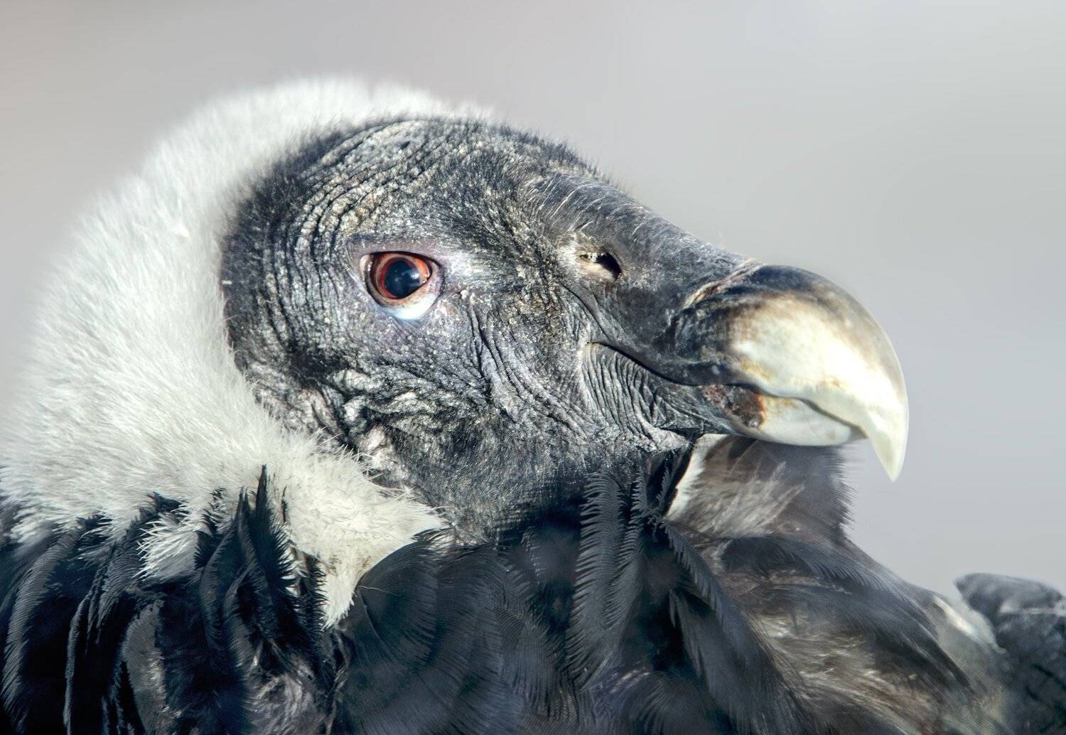 , Олег Богданов