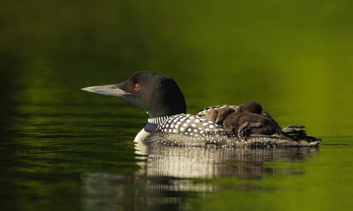 Huard / loon