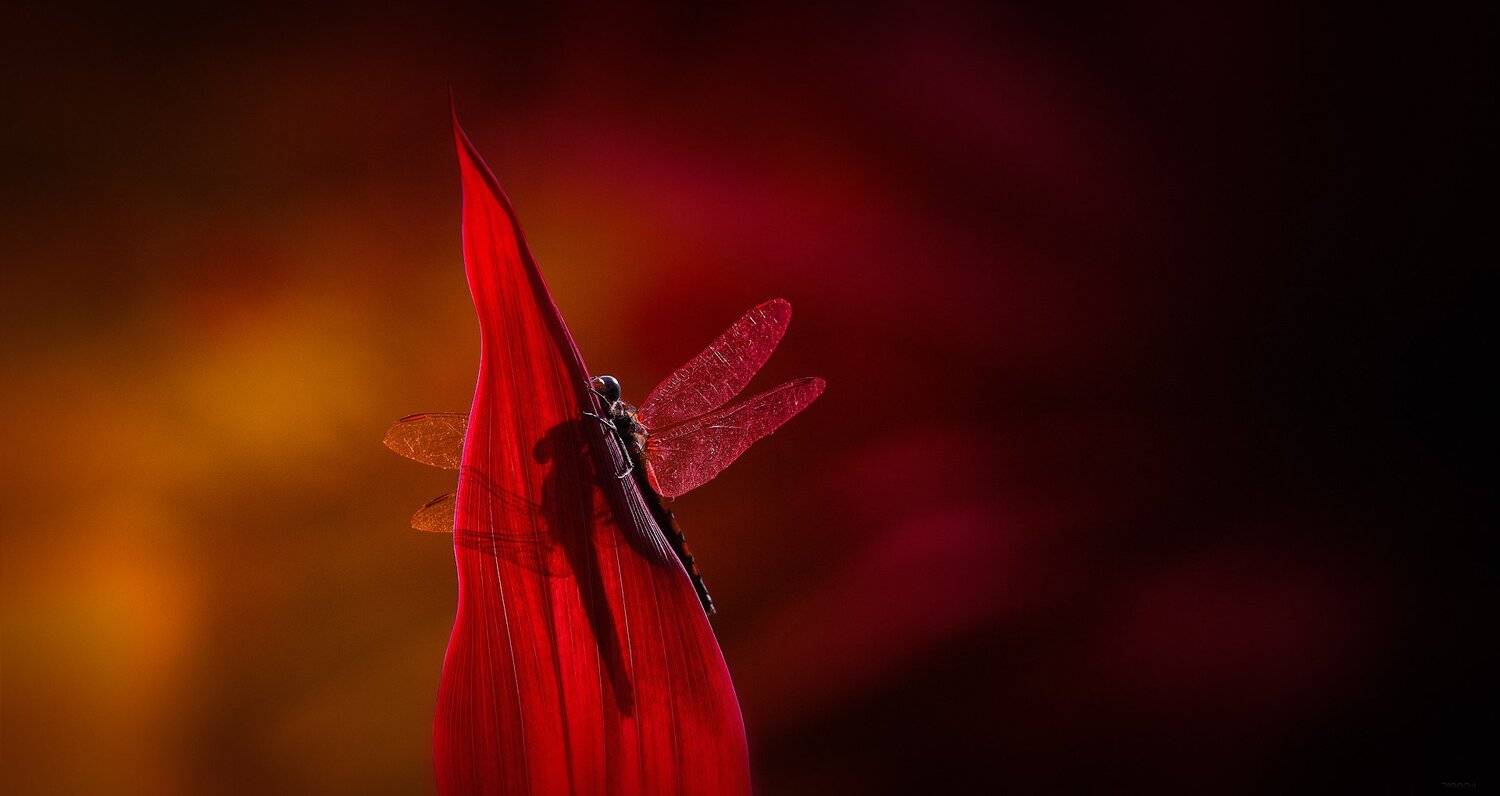 природа, закат, стрекозы, макро, таиланд, Дмитрий Посевич