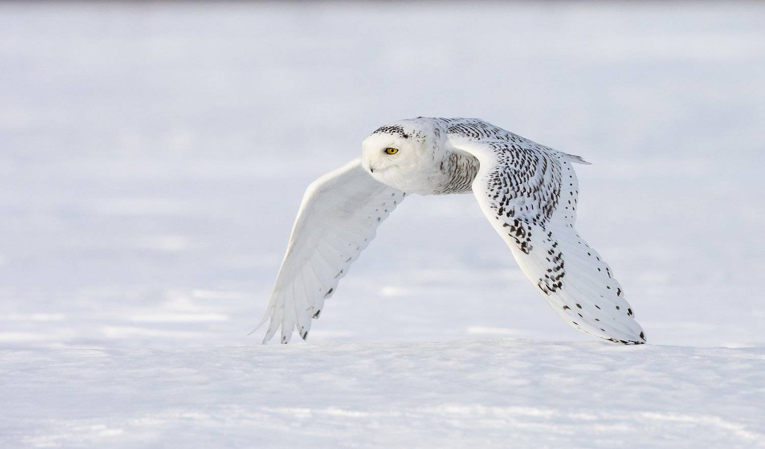 harfang / snowy owl / strix nebulosa, Jacques Falardeau