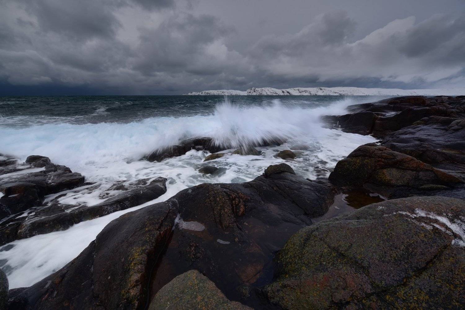 , Максим Евдокимов ( www.wildphotorus.ru )