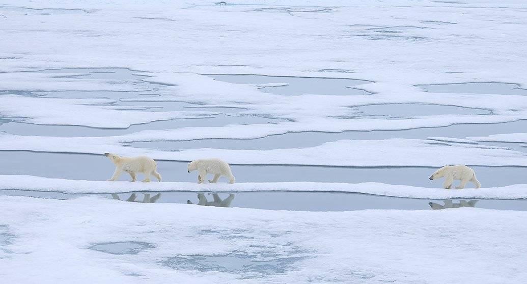 фотографандреевандрей, северныйполюс, northpole, арктика, arctic, ice, снег, лёд, круиз, expiditions, travel, белыймедведь, медведь, polarbear, животное, natgeowild, Андрей