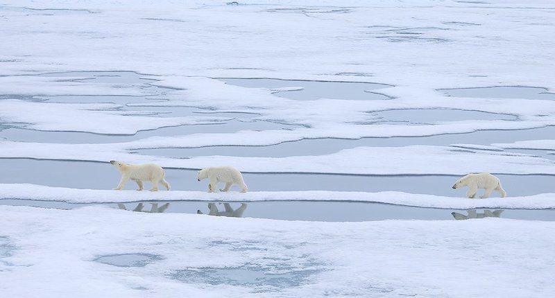 фотографандреевандрей, северныйполюс, northpole, арктика, arctic, ice, снег, лёд, круиз, expiditions, travel, белыймедведь, медведь, polarbear, животное, natgeowild  фото превью