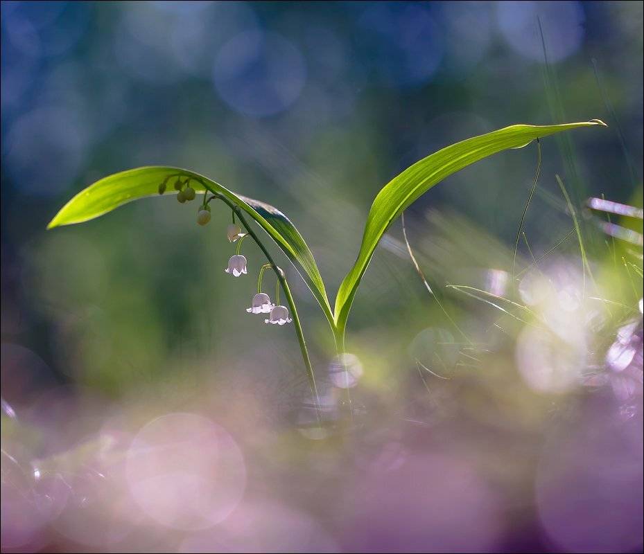 , Бурлов Андрей