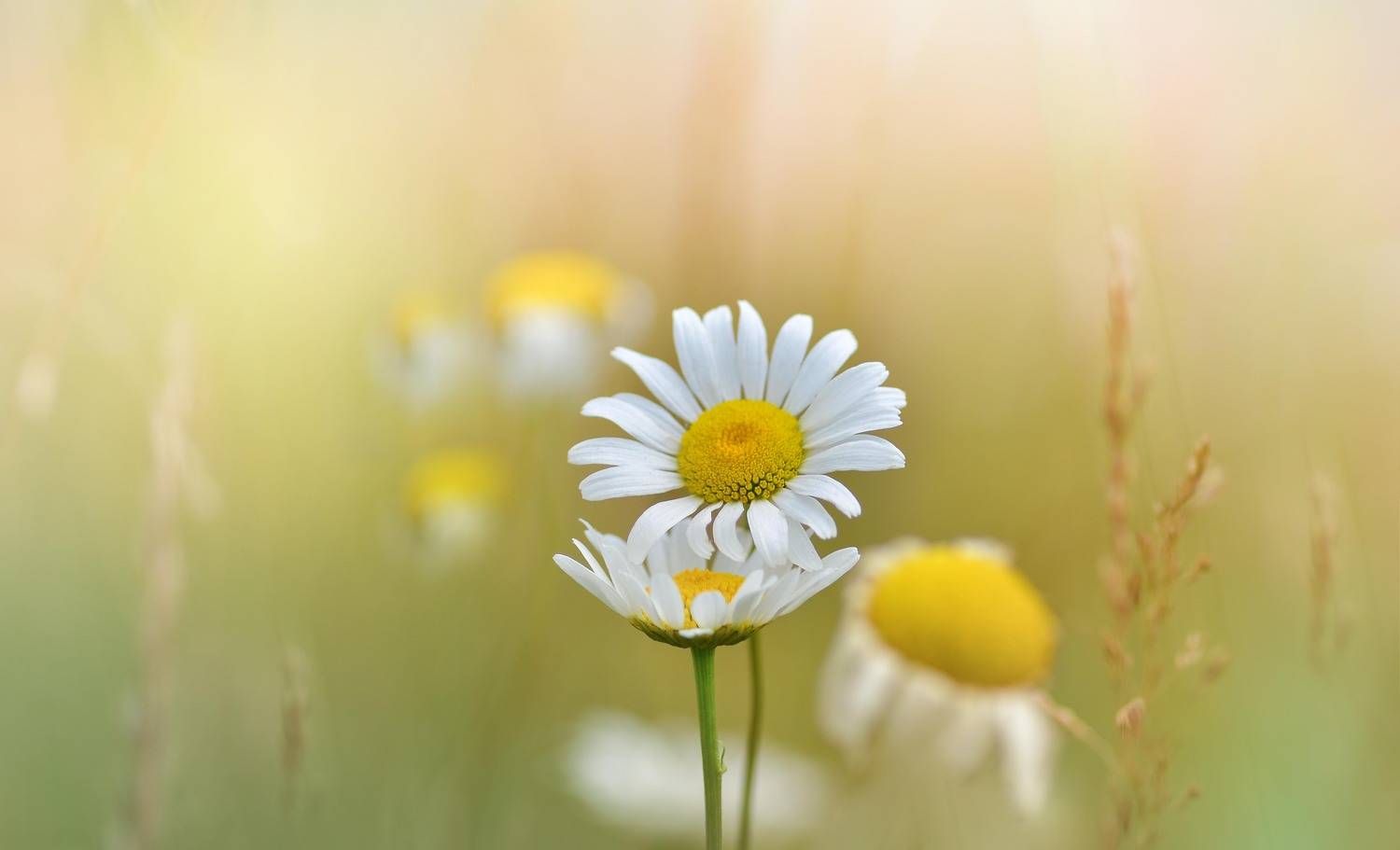 , Андрей Степанов