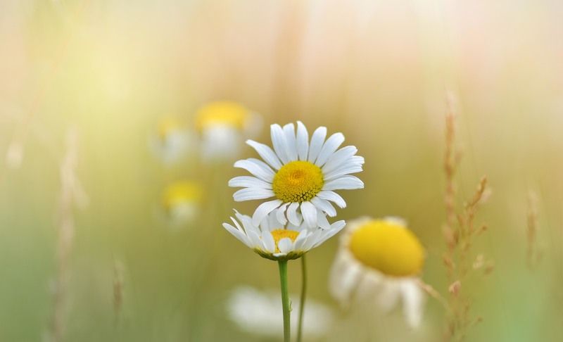 Рано утром поутру фото превью