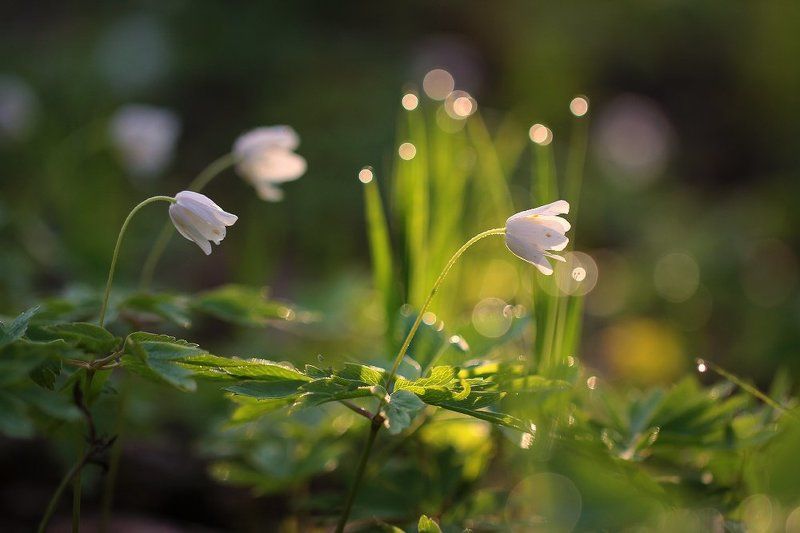Весна.. фото превью