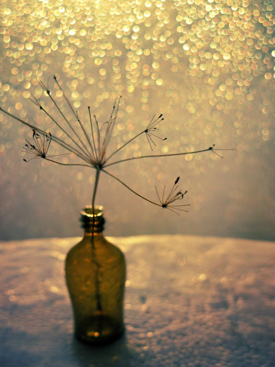 укроп, август, солнце, жарко, бутылочка, вечер, натюрморт, макро, растение, огород, природа, Елена Лысенко