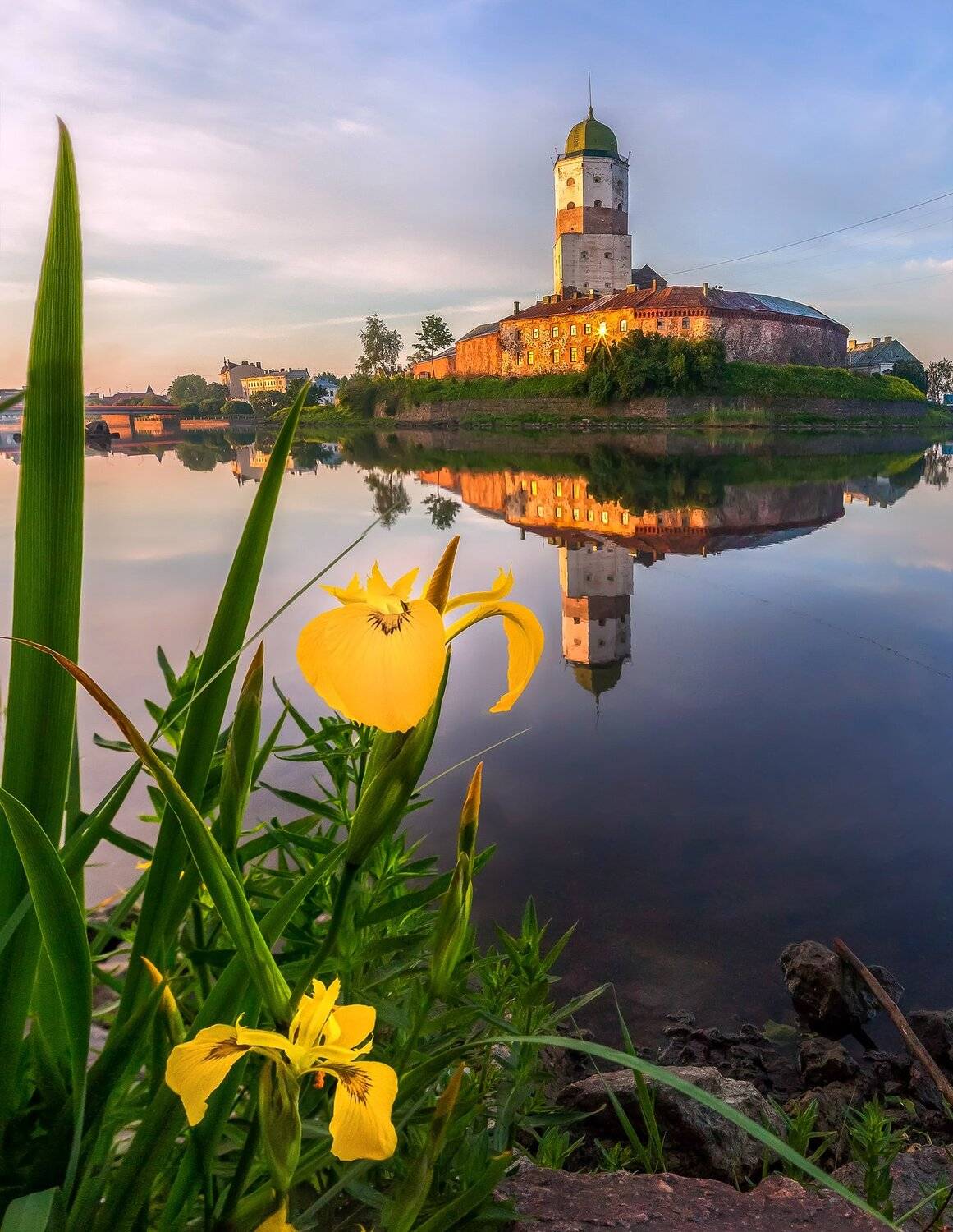 замок, выборг, ирис, лето, цветы, рассвет, Лашков Фёдор