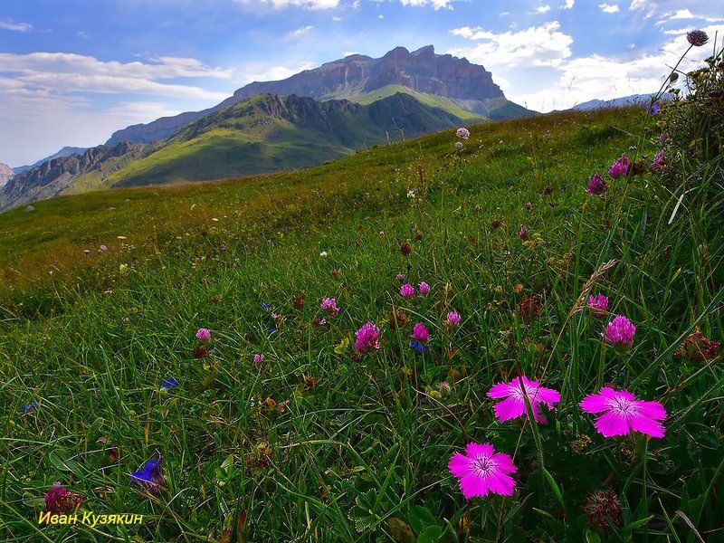 скалистый хребет верхняя балкария безенги каракая мыхтенген мехтыген соухауз цветы поход фототур фото горы кавказ россия пейзаж путешествие достопримечательность вид панорама Звездочки Мехтыгена фото превью