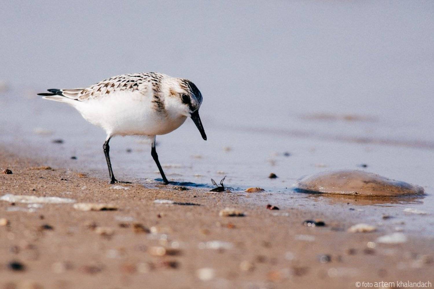 , Артем Халандач