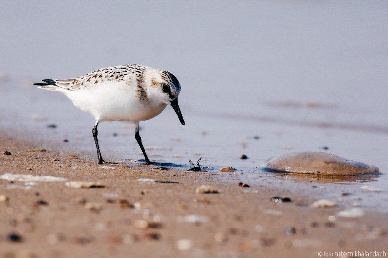Песчанка и муха фото превью