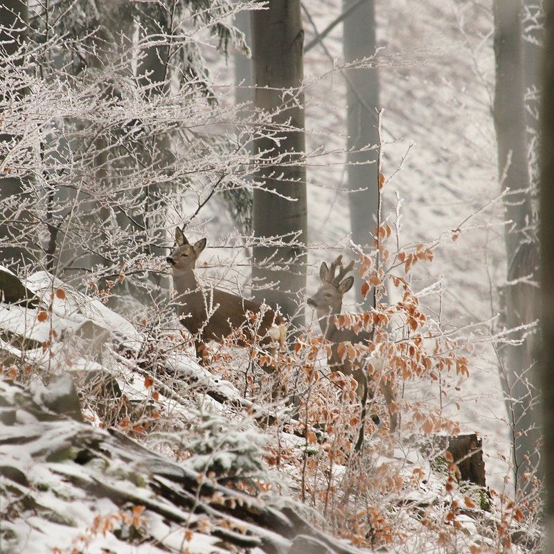 In the winter scenery ... фото превью