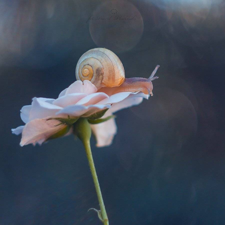 , Pawel Plucinski