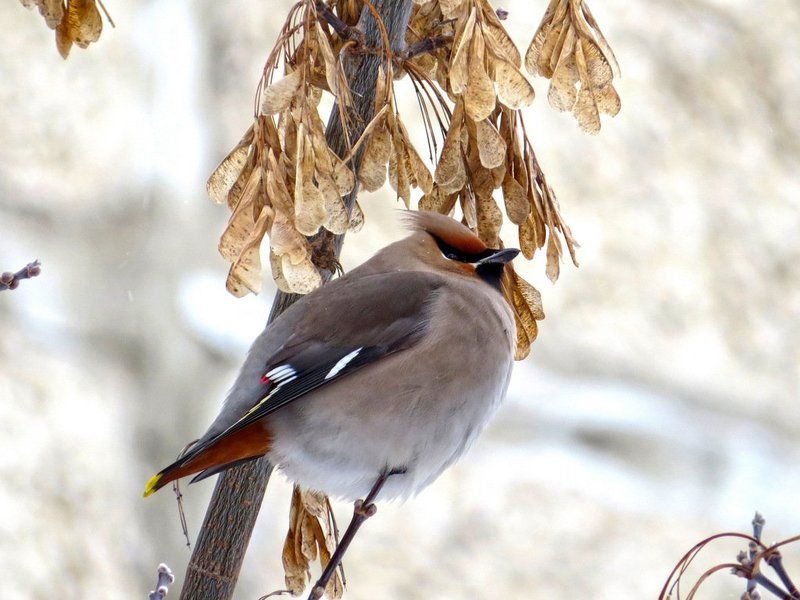 листопад Птицы  фото превью