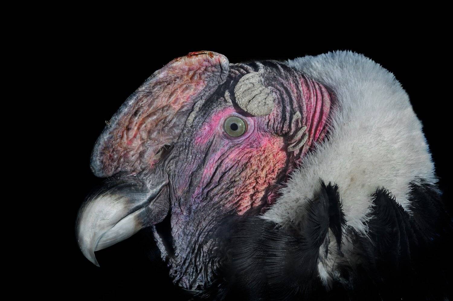 , Олег Богданов