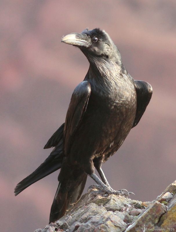 Ворон.(лат. Corvus corax) фото превью