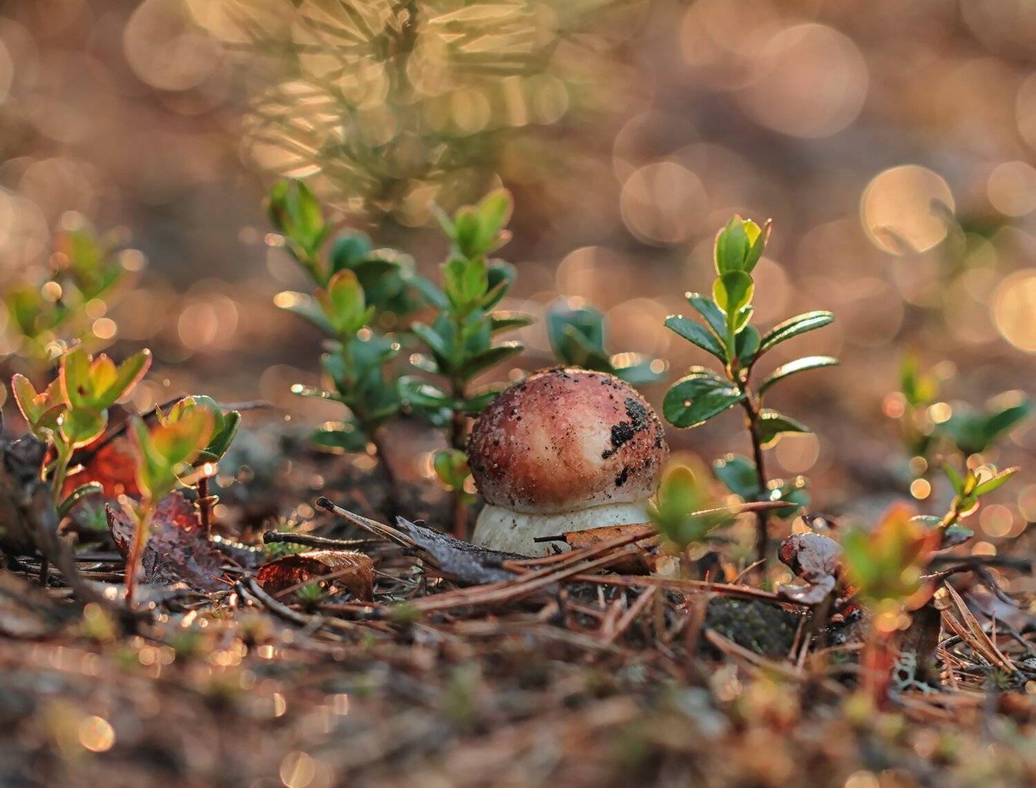 гриб, боровик, якутия, нерюнгри, Евгения Левина