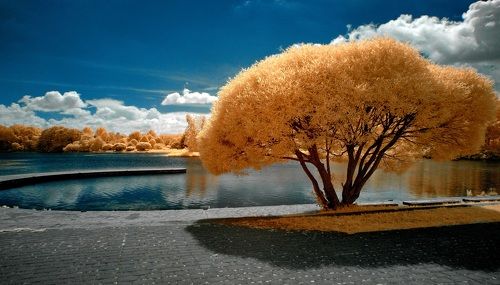 Дерево и тень. Инфракрасная фотография.