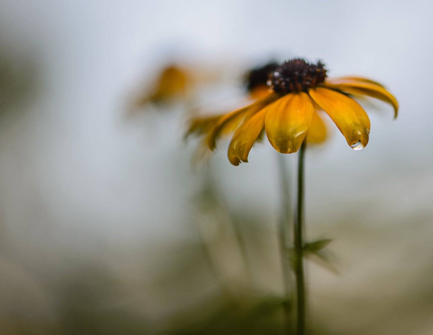 природа, макро, цветы, рудбекия, эхо, Неля Рачкова