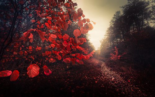 Woodland Tales
