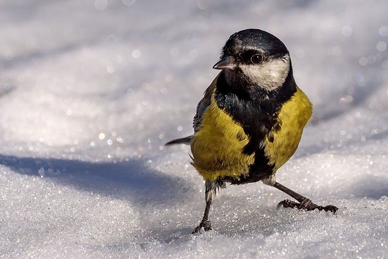 птицы, синички Синички зимой фото превью