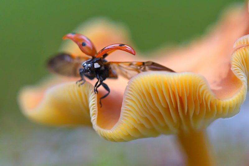 насекомое, жук, божья коровка, гриб, природа За момент до... фото превью