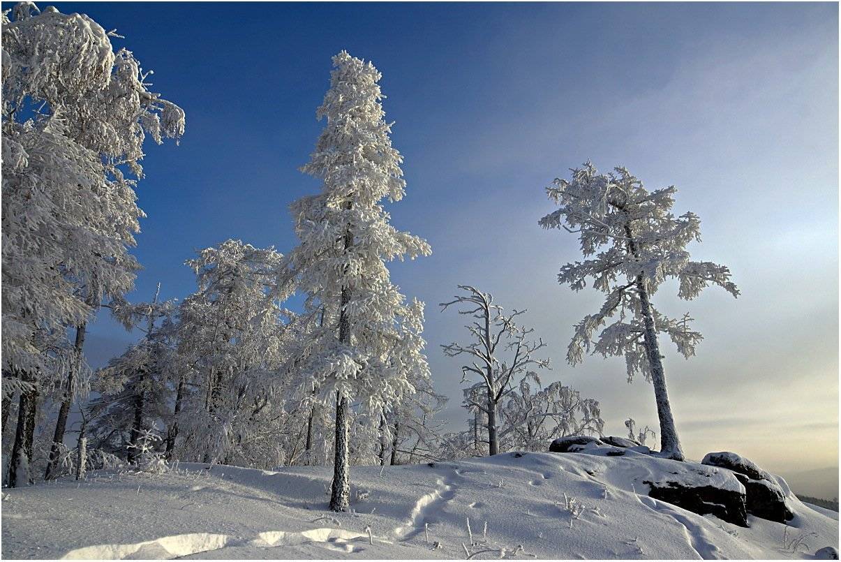 мороз,деревья,куржак., Кондратьев Алексей