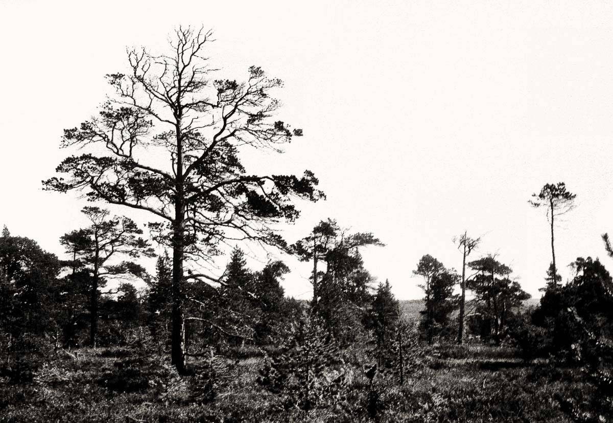 дерево, болото, черно белое, Соловки, Соловецкие острова, пленка, Муксалма, Сергей Козинцев