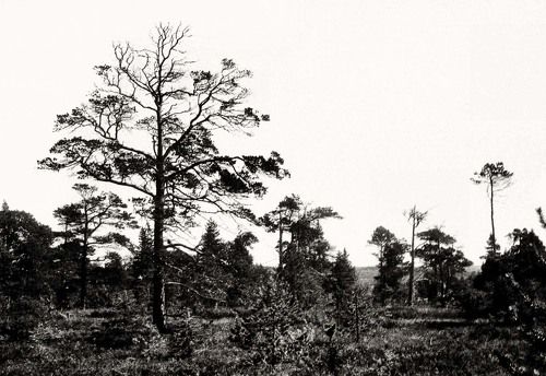 Остров Муксалма. Соловки