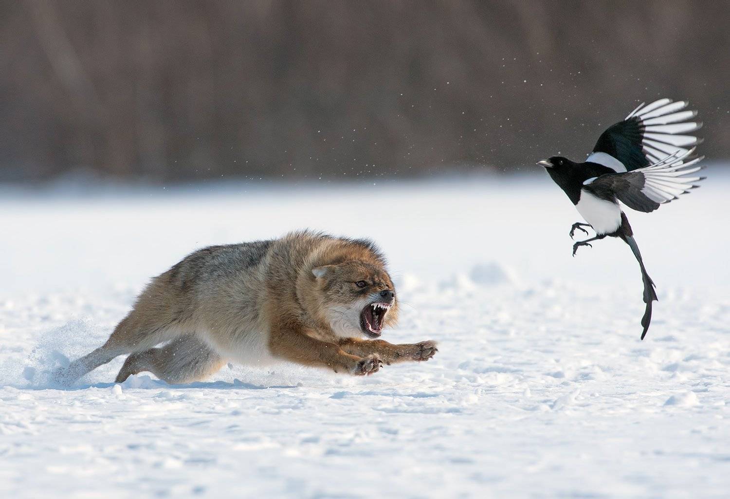 , Сергей Златков