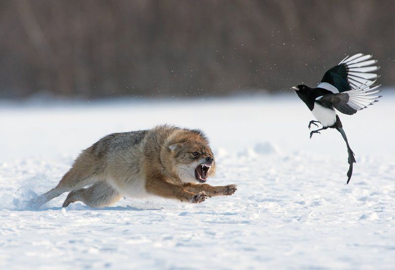 Canis aureus