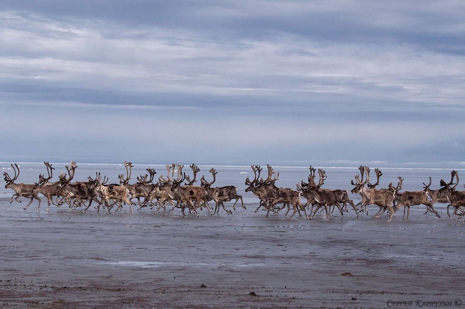 море лаптевых, олени, Сергей Карпухин