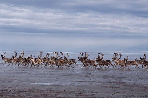 Олени бегущие краем моря.