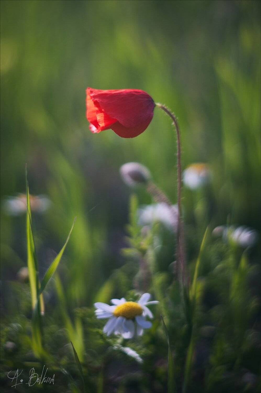 , Ариадна Белкина