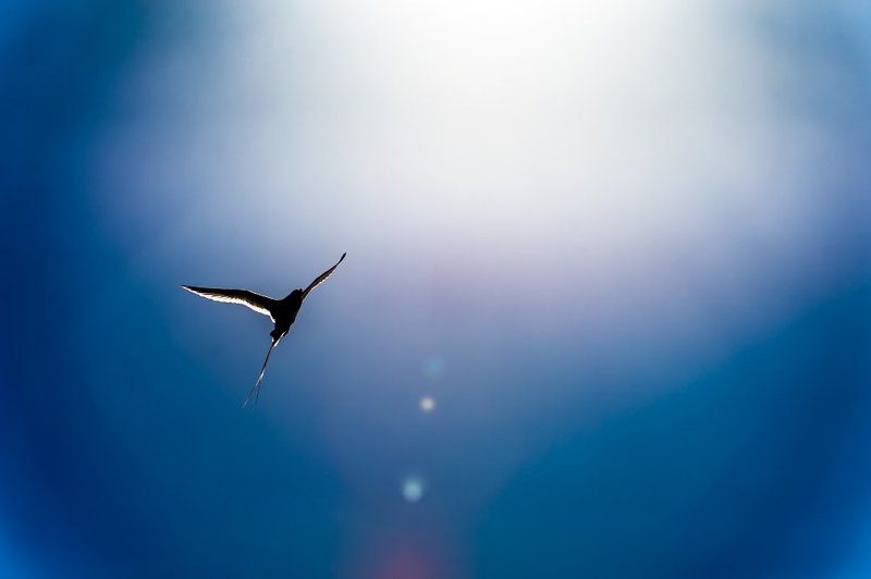 #sky #bird #zoom #nature #onthesun #небо #птица #солнце Toward the sun фото превью