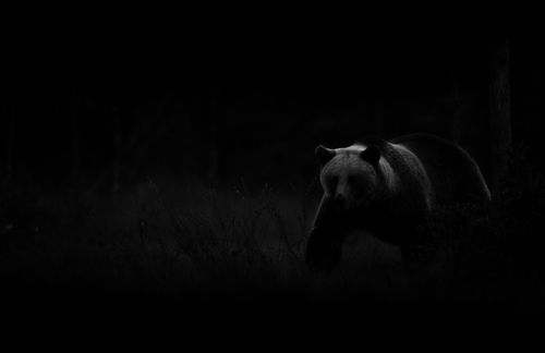 Bear, Finland