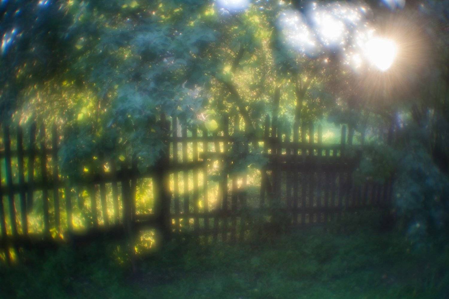 монокль, Алексей Шамашов