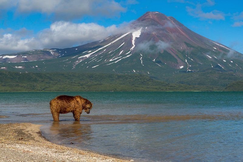 В ожидании лосося фото превью