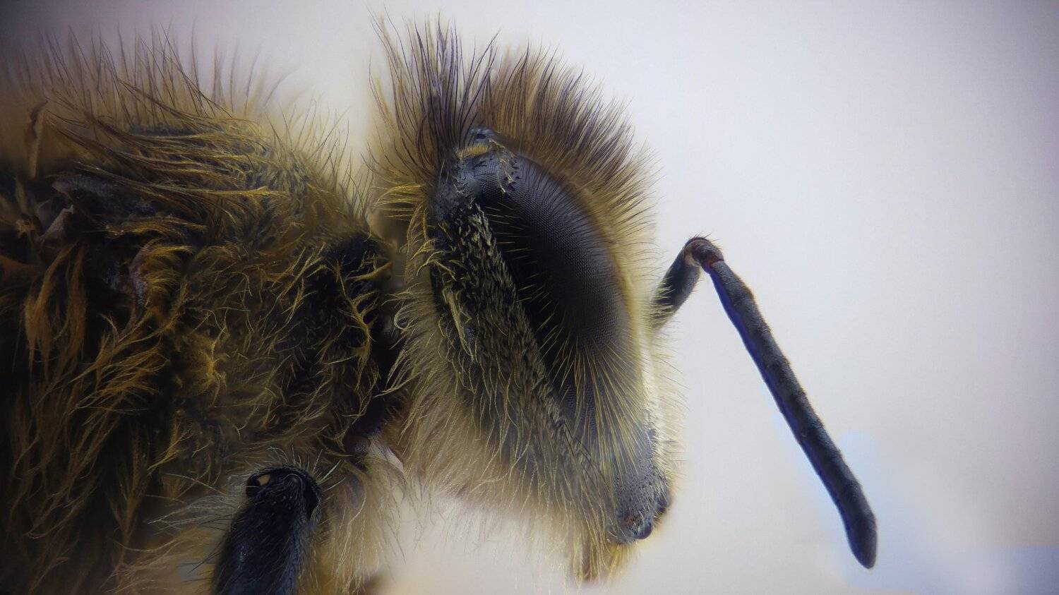 ceclii,macro,lgg4, Tsvetan Ganev