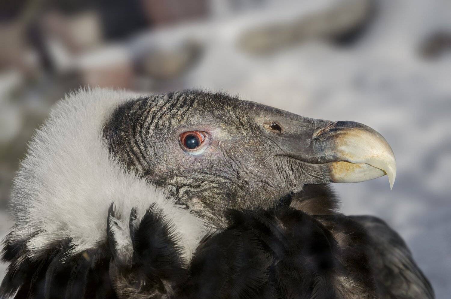 , Олег Богданов