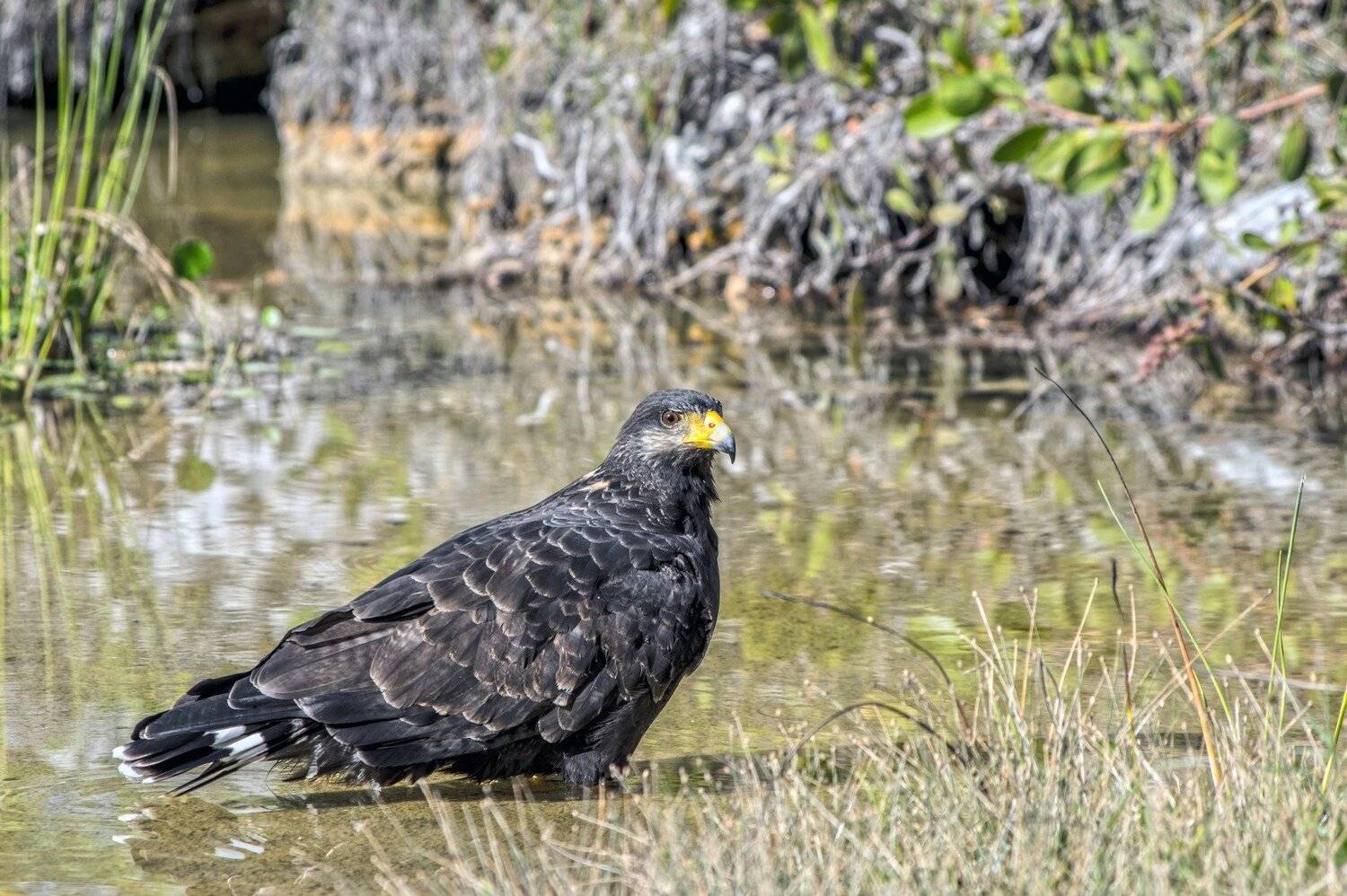 cuba,cayo guillermo,animals,birds,, Jacek