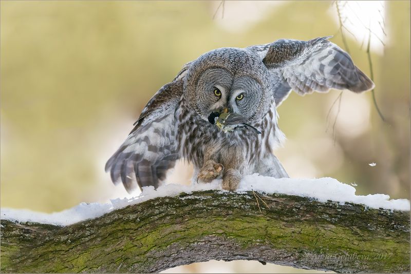 птицы, природа, неясыть, сова, strix nebulosa, неясыть бородатая, зима, февраль, 2017, москва, покровское-стрешнево С добычей фото превью
