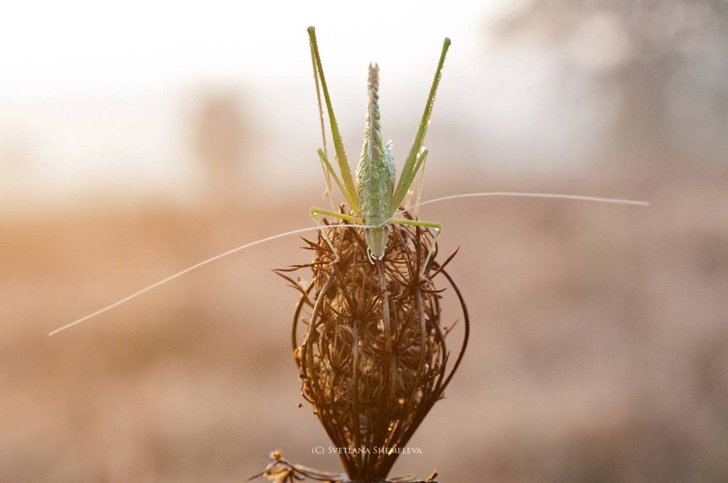 , Светлана Щемелева