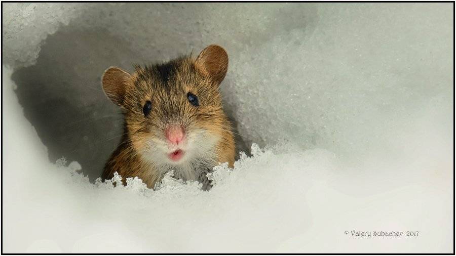 , Валерий Субачев