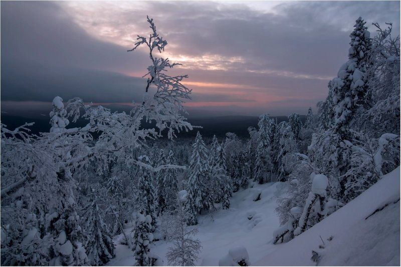 рассвет, скалы,деревья, снег Хмурый рассвет... фото превью