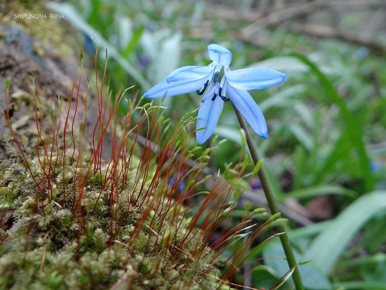scilla цветущий мох весна, Шипунова Ирина