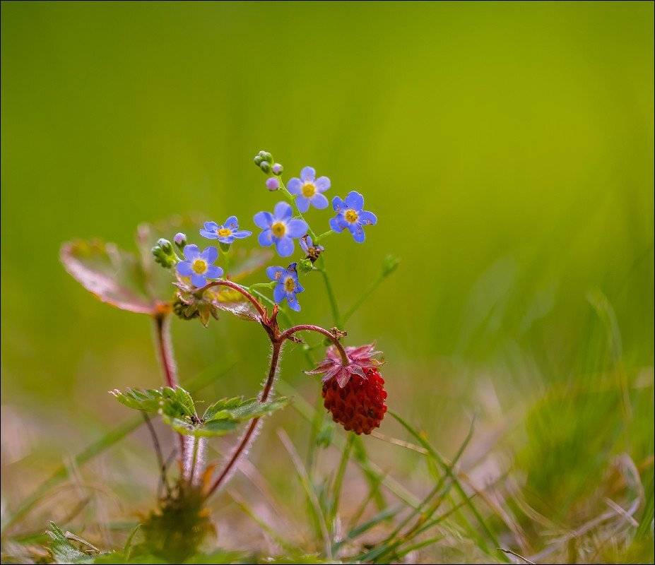 , Бурлов Андрей