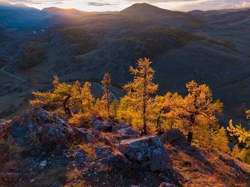 Pro золотые грёзы Курая