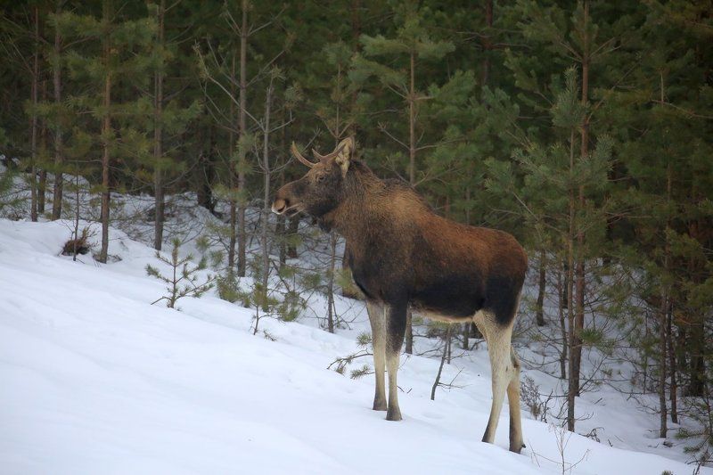 Лось фото превью